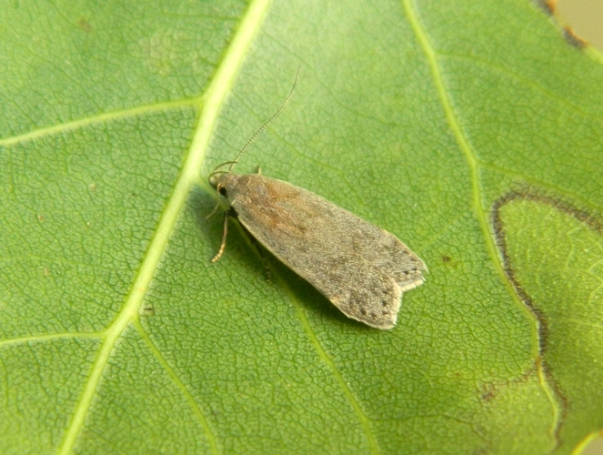 Anacampsis populella - Gelechiidae